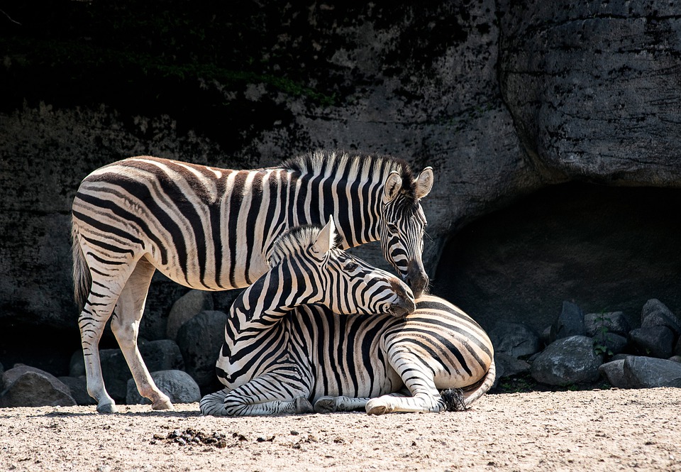 В крымский парк «Тайган» перевезли 13 зебр из Херсонской области