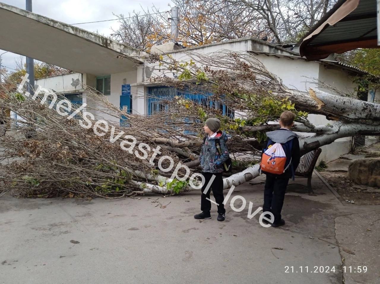 В Севастополе на мужчину рухнуло дерево