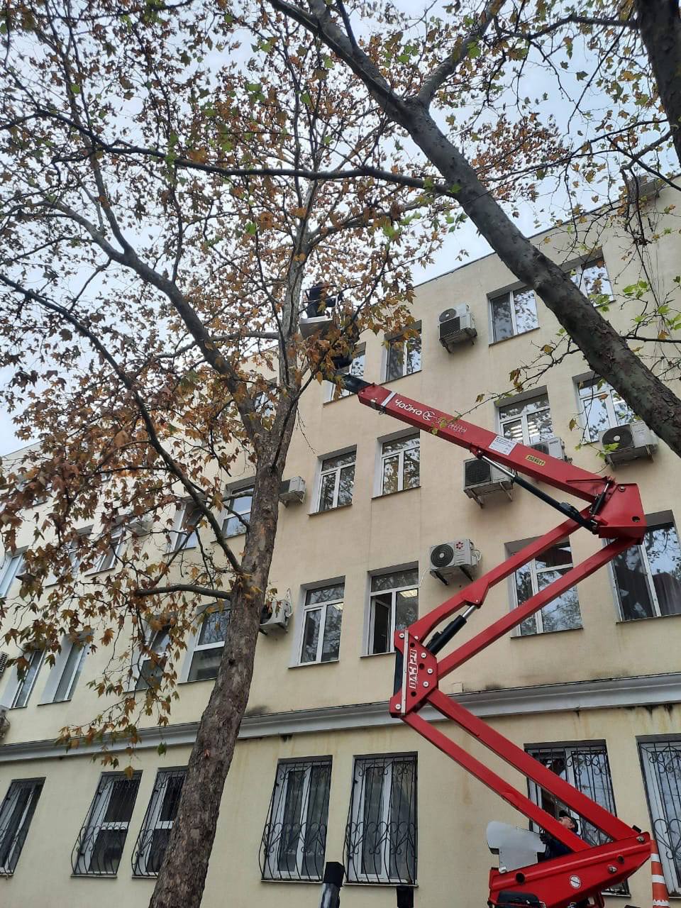 В результате падения дерева в Севастополе пострадали два человека