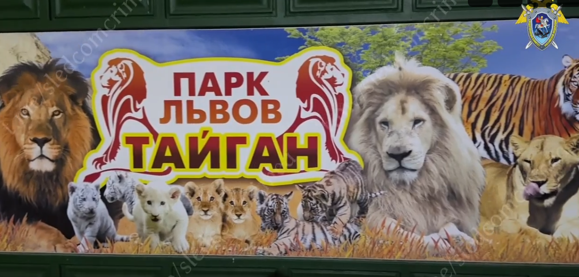 Сам выбрался из закрытой клетки: в СК рассказали подробности о нападении львов на Олега Зубкова