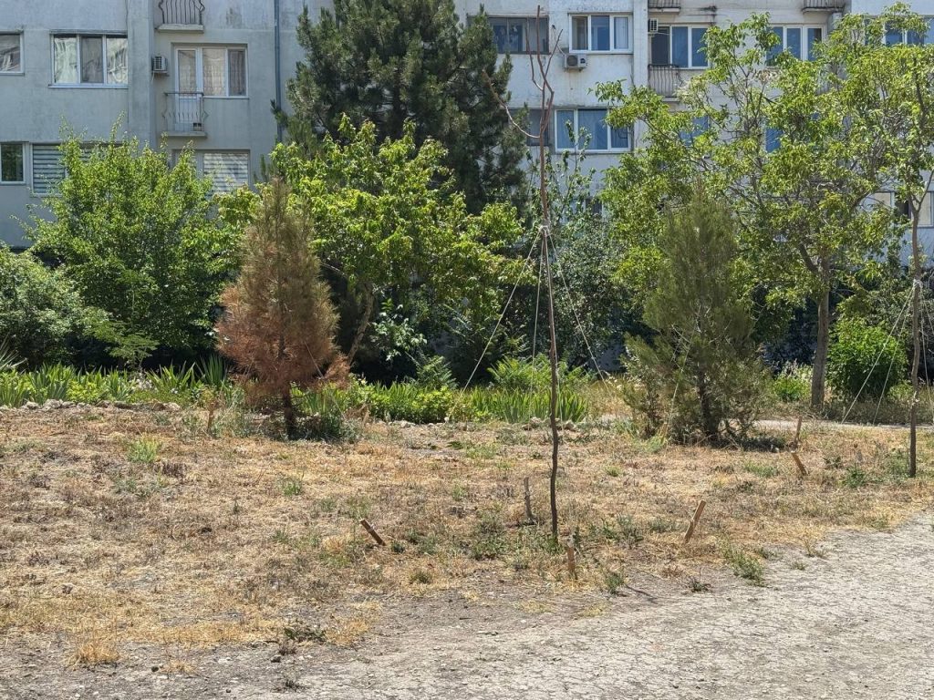 В Севастополе на ул. Маринеско засохли высаженные дорогостоящие деревья