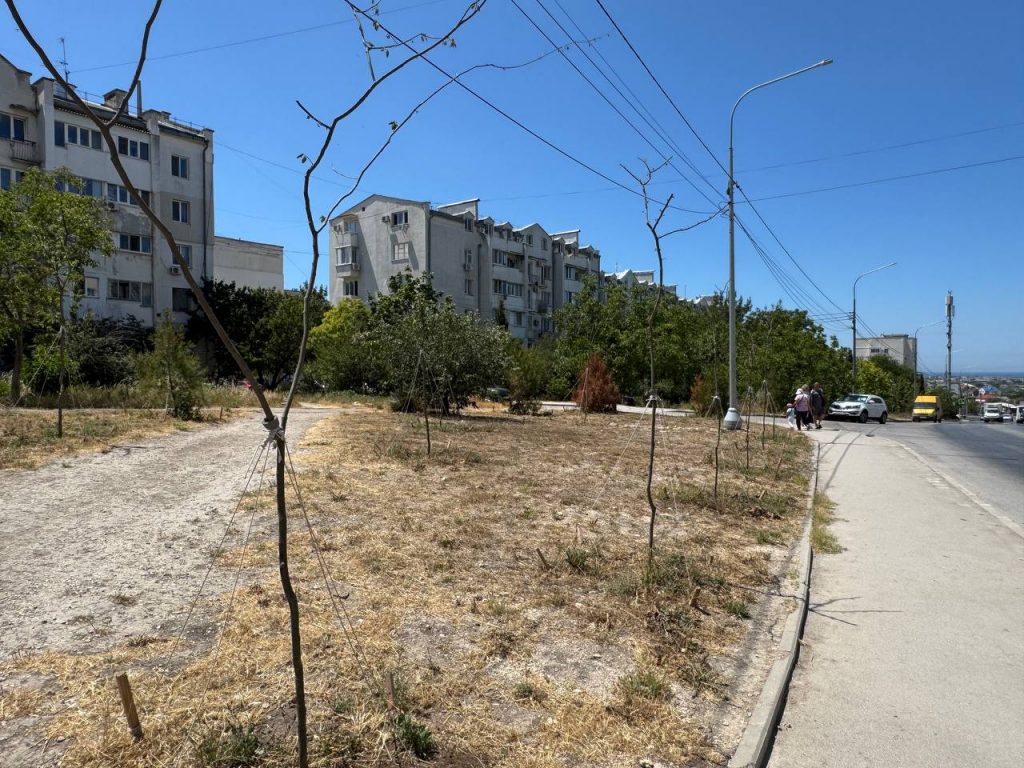 В Севастополе на ул. Маринеско засохли высаженные дорогостоящие деревья