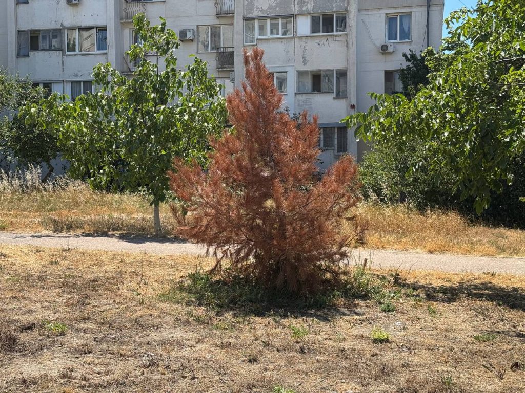 В Севастополе на ул. Маринеско засохли высаженные дорогостоящие деревья