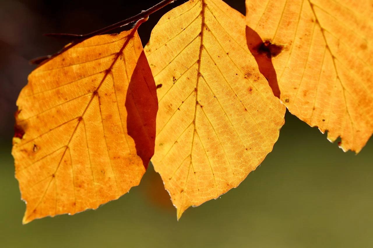 В Крыму и Севастополе 10 ноября без осадков, до +20 градусов