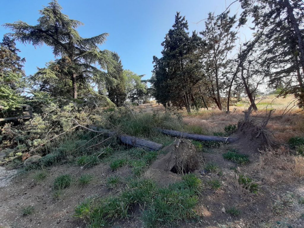 Историческим бульваром в Севастополе займется АО «Севастопольстройпроект»