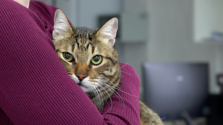 В Севастополе ветеринары бесплатно вакцинируют собак и кошек против бешенства