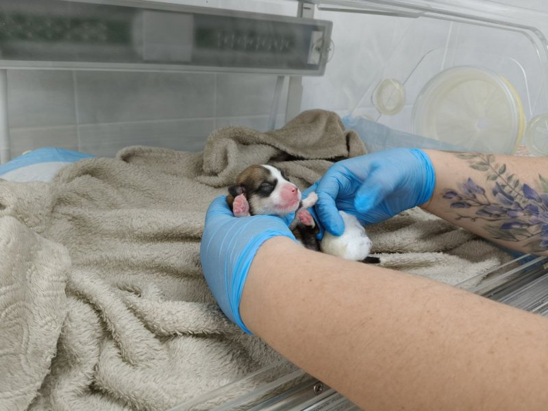 В Севастополе ветеринары выходили трехдневного корги-сироту