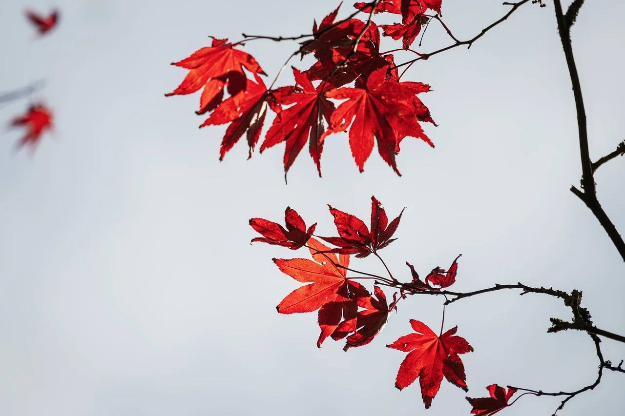 От похолодания к погоде «на миллион»: какой будет первая неделя декабря в Крыму