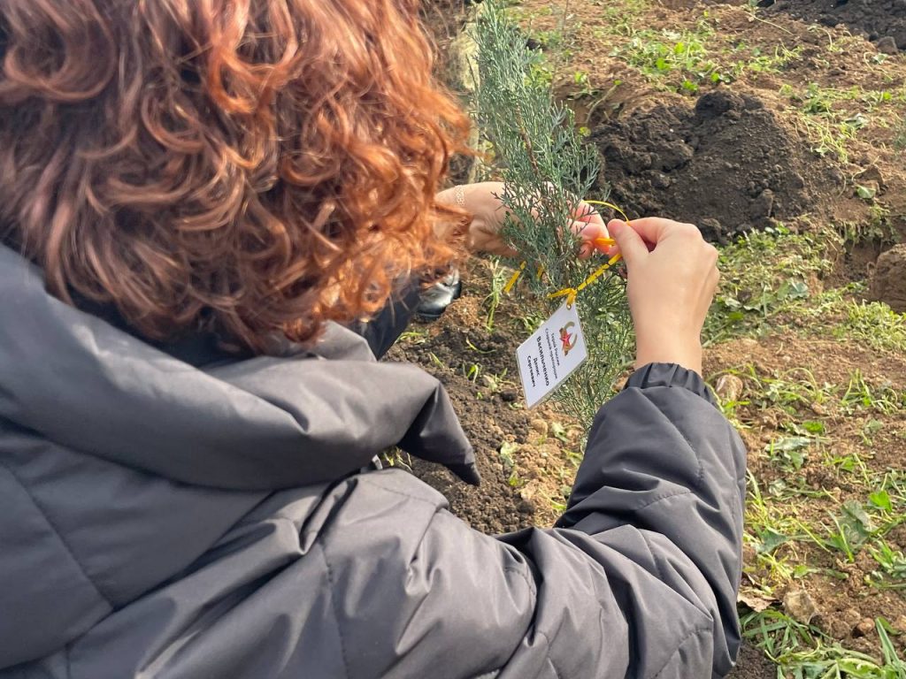 Севастопольцы высадили саженцы в сквере «Героев специальной военной операции»