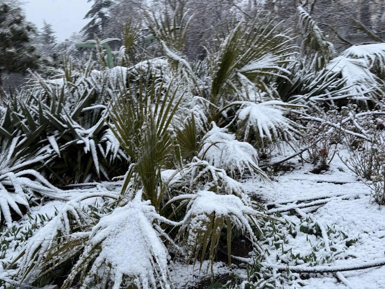 Снежный армагеддон: какая погода ожидается в Крыму на выходных