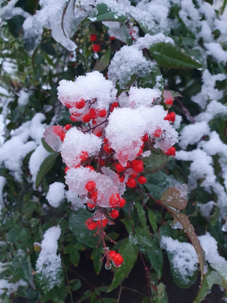 Выпало до 40 см снега: в Ялту прибыли дополнительные силы для расчистки курорта от последствий непогоды