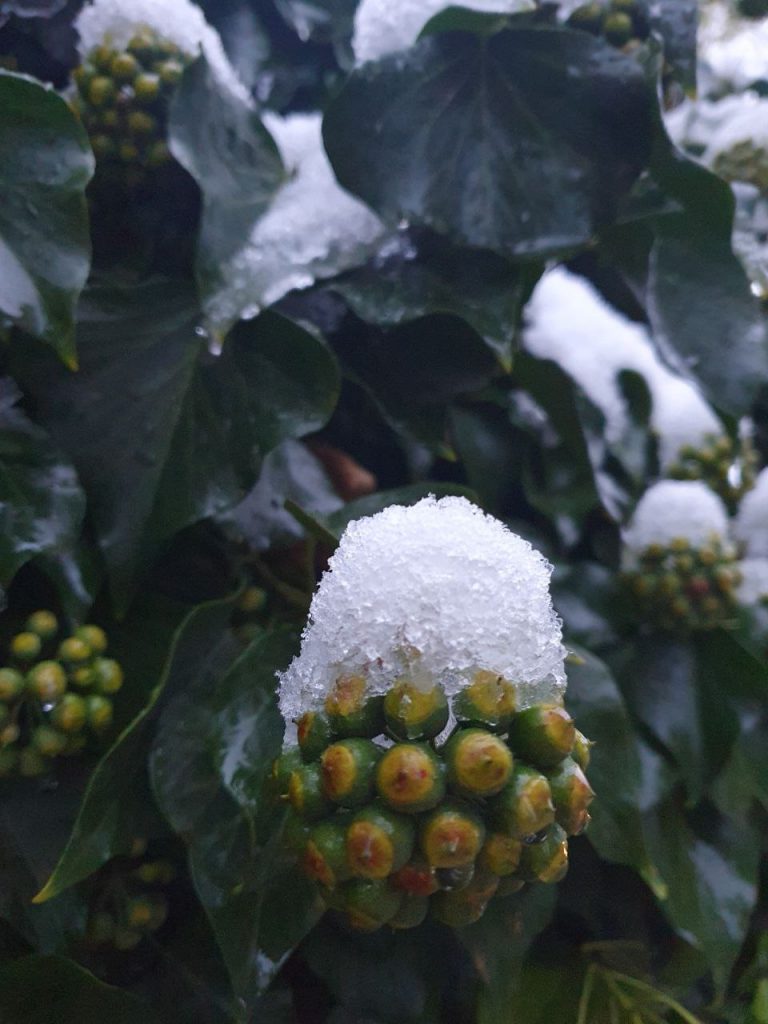 Выпало до 40 см снега: в Ялту прибыли дополнительные силы для расчистки курорта от последствий непогоды