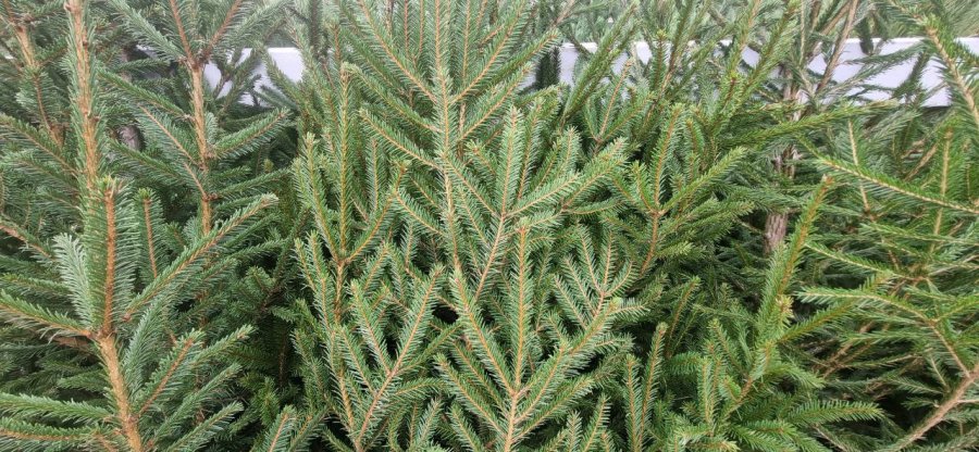 В Севастополе открыли 20 елочных базаров