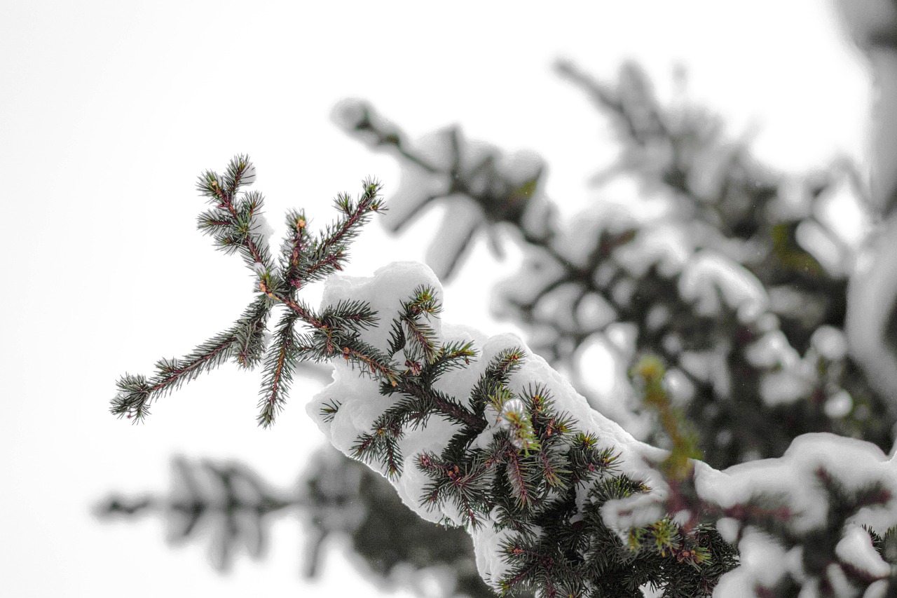 В Крыму и Севастополе 28 декабря ожидается мокрый снег и сильный ветер