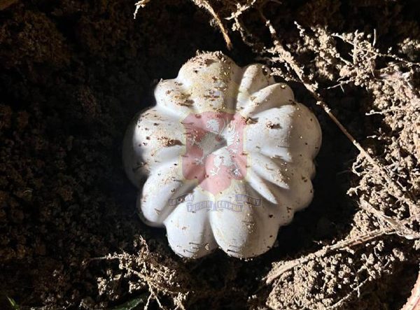 В Севастополе задержан подозреваемый в распространении крупной партии наркотиков