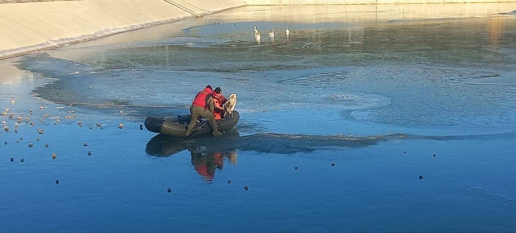 В Севастополе спасатели освободили птиц, примерзших ко льду