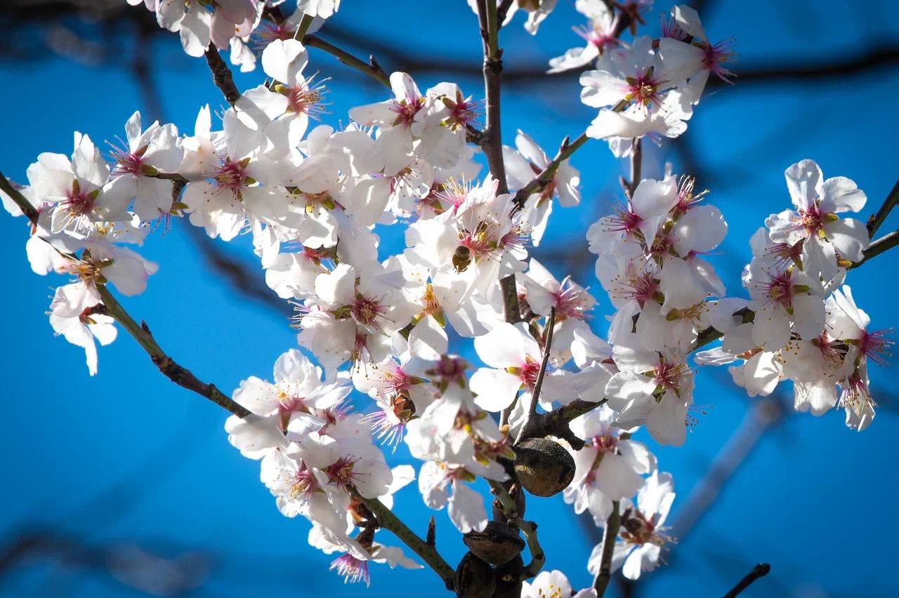 В Крыму и Севастополе 9 марта сохранится солнечная погода, до +13 градусов