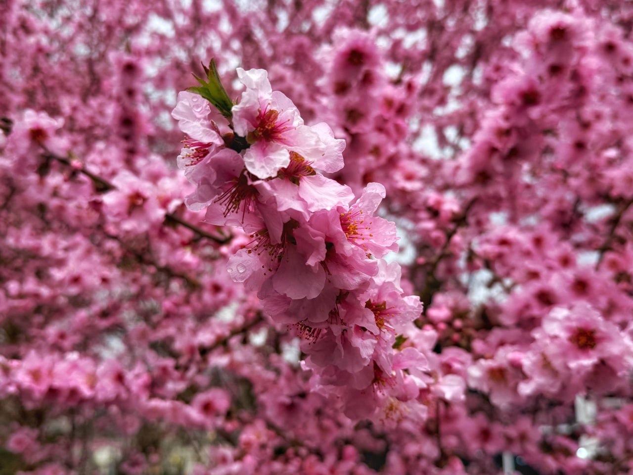В Крыму и Севастополе 1 апреля без осадков, до +17 градусов