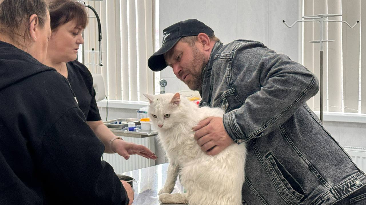 В Севастополе нашли кота, пропавшего после взрыва в жилом доме