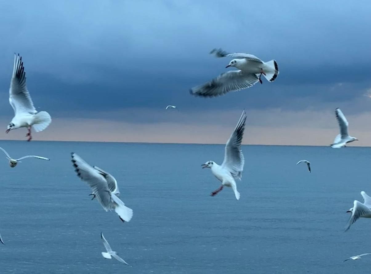 В Крыму 26 марта местами дождливо, до +17, в Севастополе — без осадков