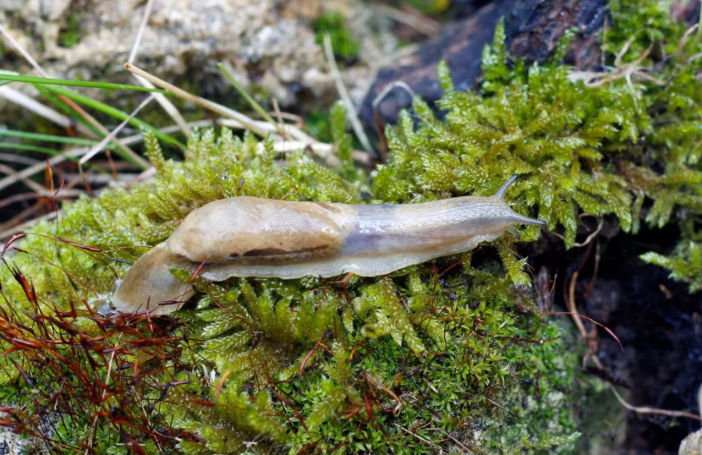 Крымчане жалуются на небывалое количество слизней, захвативших дворы и огороды