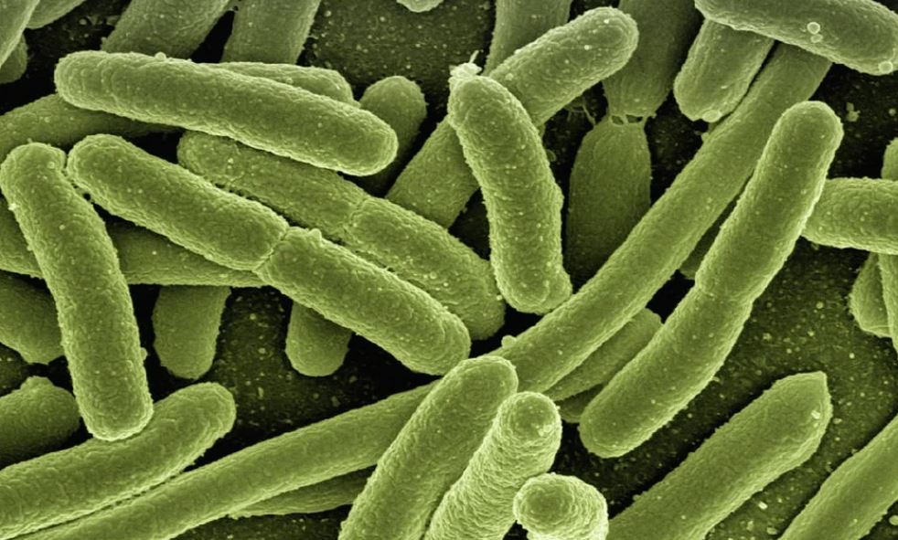 ВОЗ наблюдает за ситуацией с оспой обезьян в Московской области