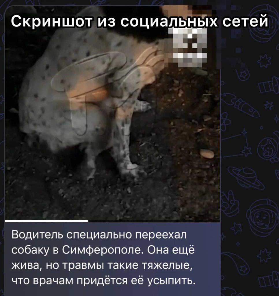 Водитель специально сбил собаку в Симферополе, на него поступило коллективное заявление - Форпост Севастополь