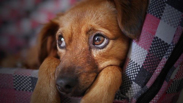 Водитель специально сбил собаку в Симферополе, на него поступило коллективное заявление