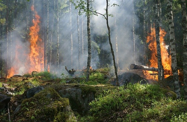 В Китае вблизи Приамурья бушуют природные пожары